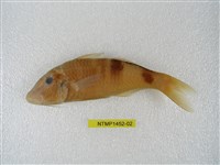 藏品(多帶海緋鯉)的圖片